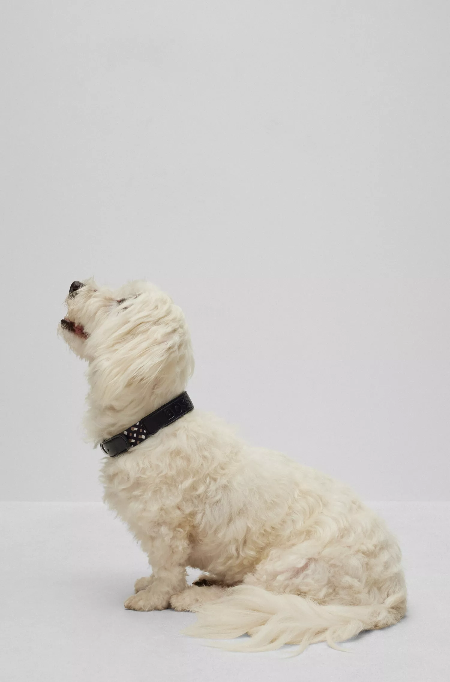Coleira BOSS Black-Dog com ferragens metálicas