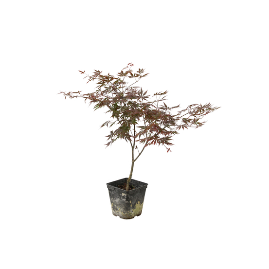 Acer palmatum Trompenburg :C3L h.40/60cm