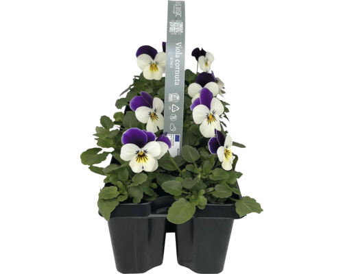 Gehoornde viooltjes FloraSelf Viola cornuta verpakking van 10