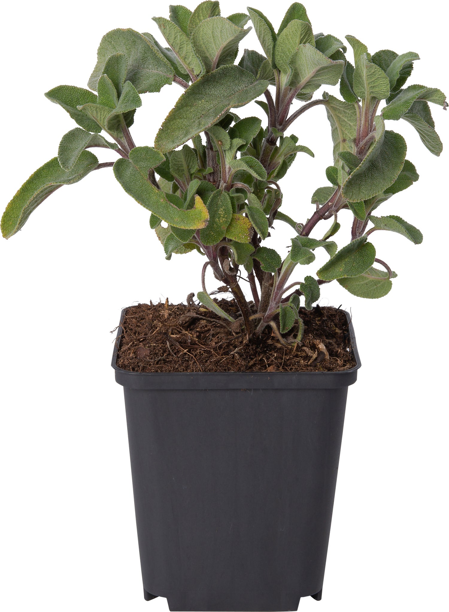 Salie (Salvia officinalis) D 9 H 10 cm