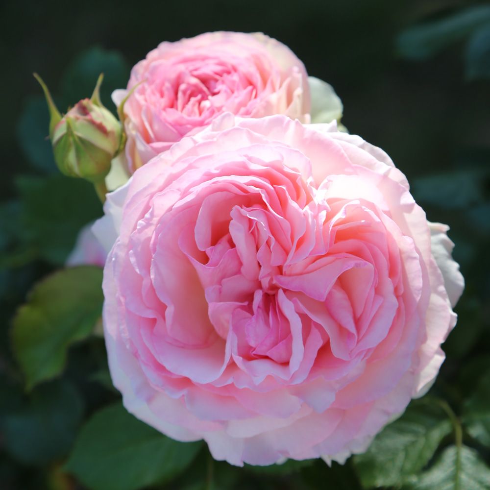 Rosier grimpant pierre de ronsard ® meiviolin sans motte
