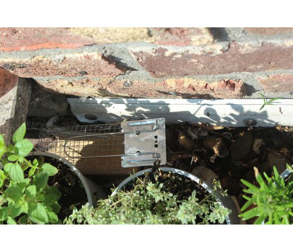 PROTECT HOME Lebendfalle Ratte Drahtkäfig, 1