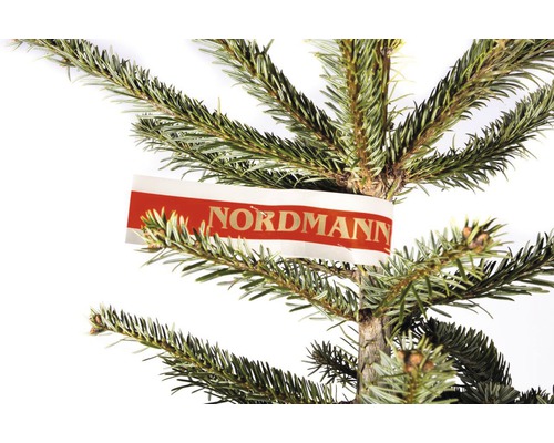 Nordmann spar GOLD H 230-270 cm, gekapte kerstboom uit duurzame teelt