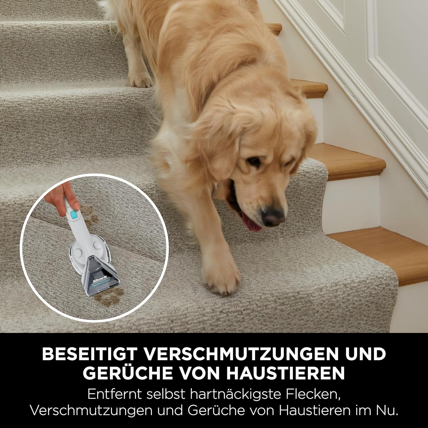 Shark StainStriker Fleckenreiniger mit 4 Aufsätze inkl. Haustier-, Fugendüse, 2x speziell entwickelte Formeln gegen Flecken, Gerüche und Schmutz, leicht und tragbar, 450W PX200EUT