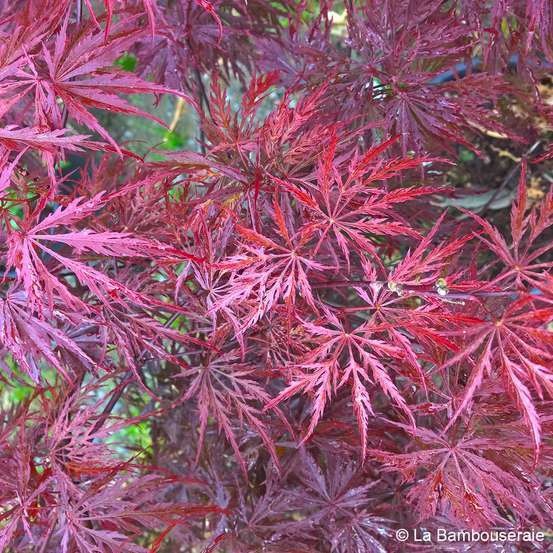 Acer dissectum 'Crimson Queen : C7L