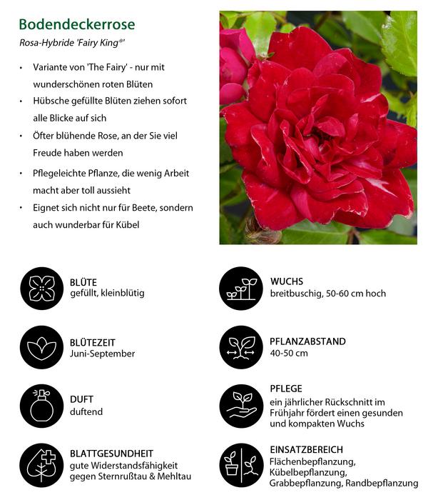 Bodendeckerrose 'Fairy King®', rot