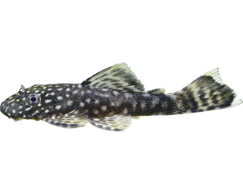 Vis Bruine borstelmeerval 1 - Ancistrus sp.