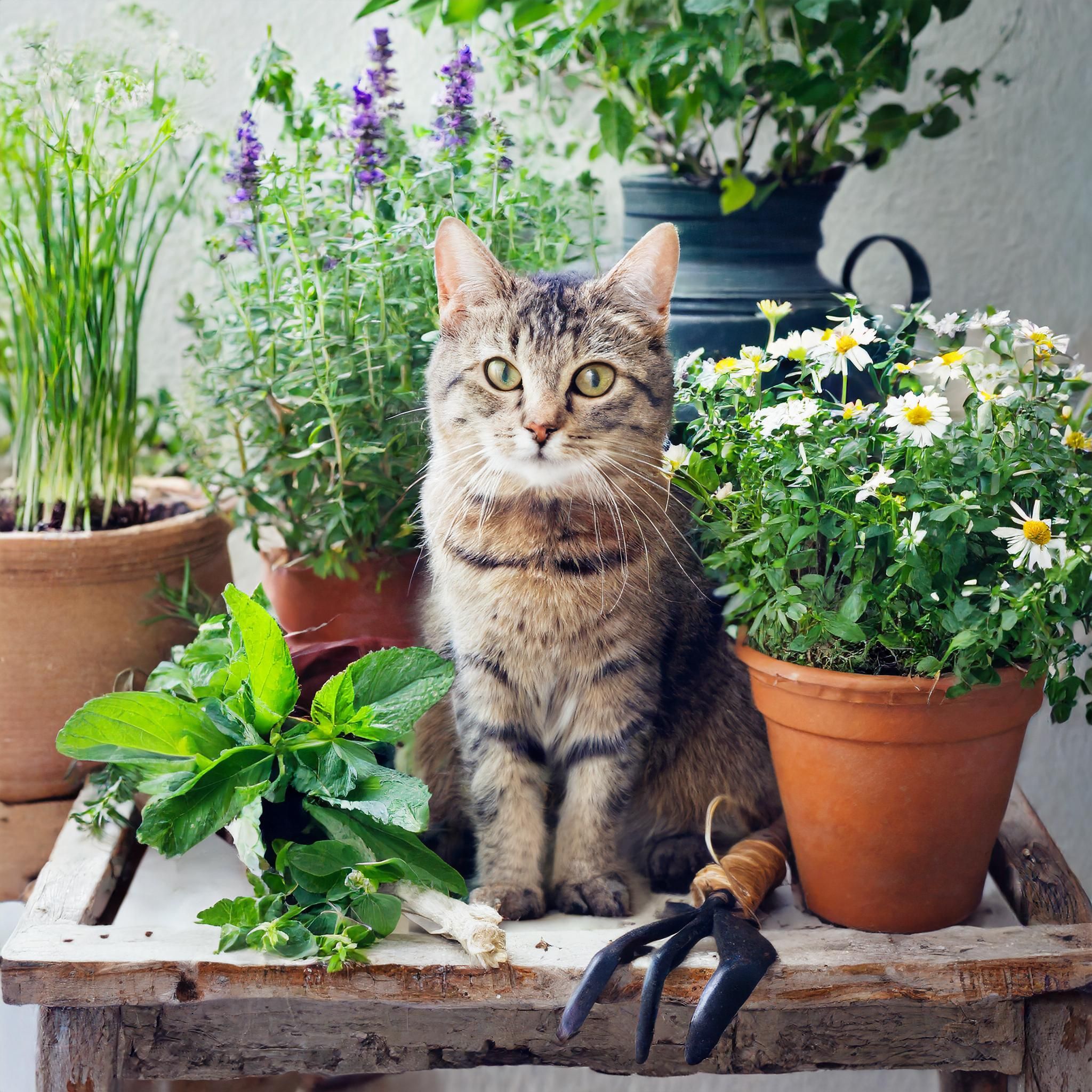 TierGlück Karde Gelenk Pulver mit Chondroitin für Katzen
