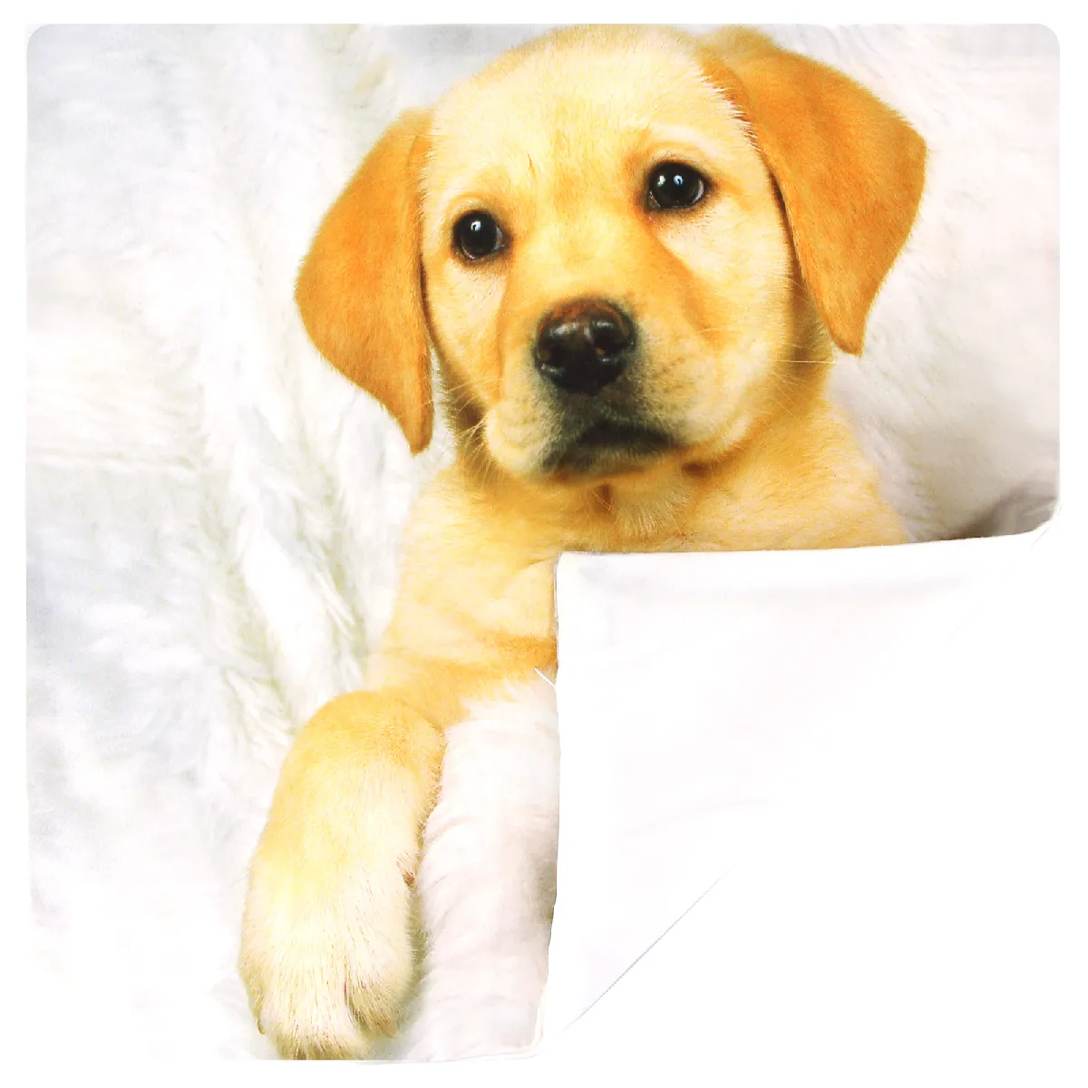 AVIZAR Lot de 2 Housses de Coussin - Motif Chien Fourrure