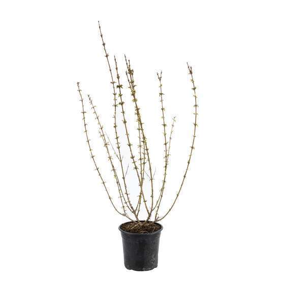 Forsythia x intermedia Week-End ® ' Courtalyne ' : ctr 4,5 L