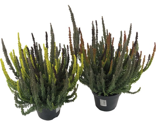 Driekleurige bladheide FloraSelf Calluna vulgaris 'Skyline' Trio Ø 11 cm pot