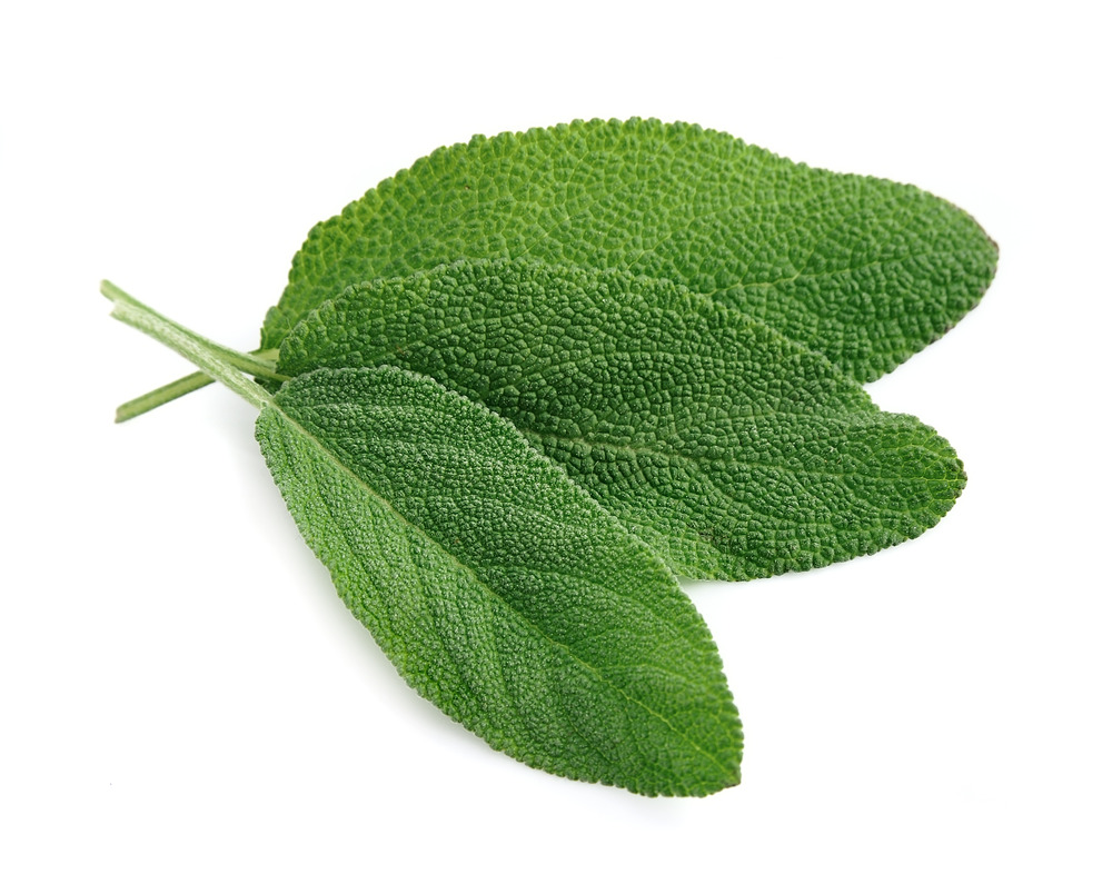 Sachet de graines de sauge officinale - sachet de 1 grammes - petite entreprise française - made in france