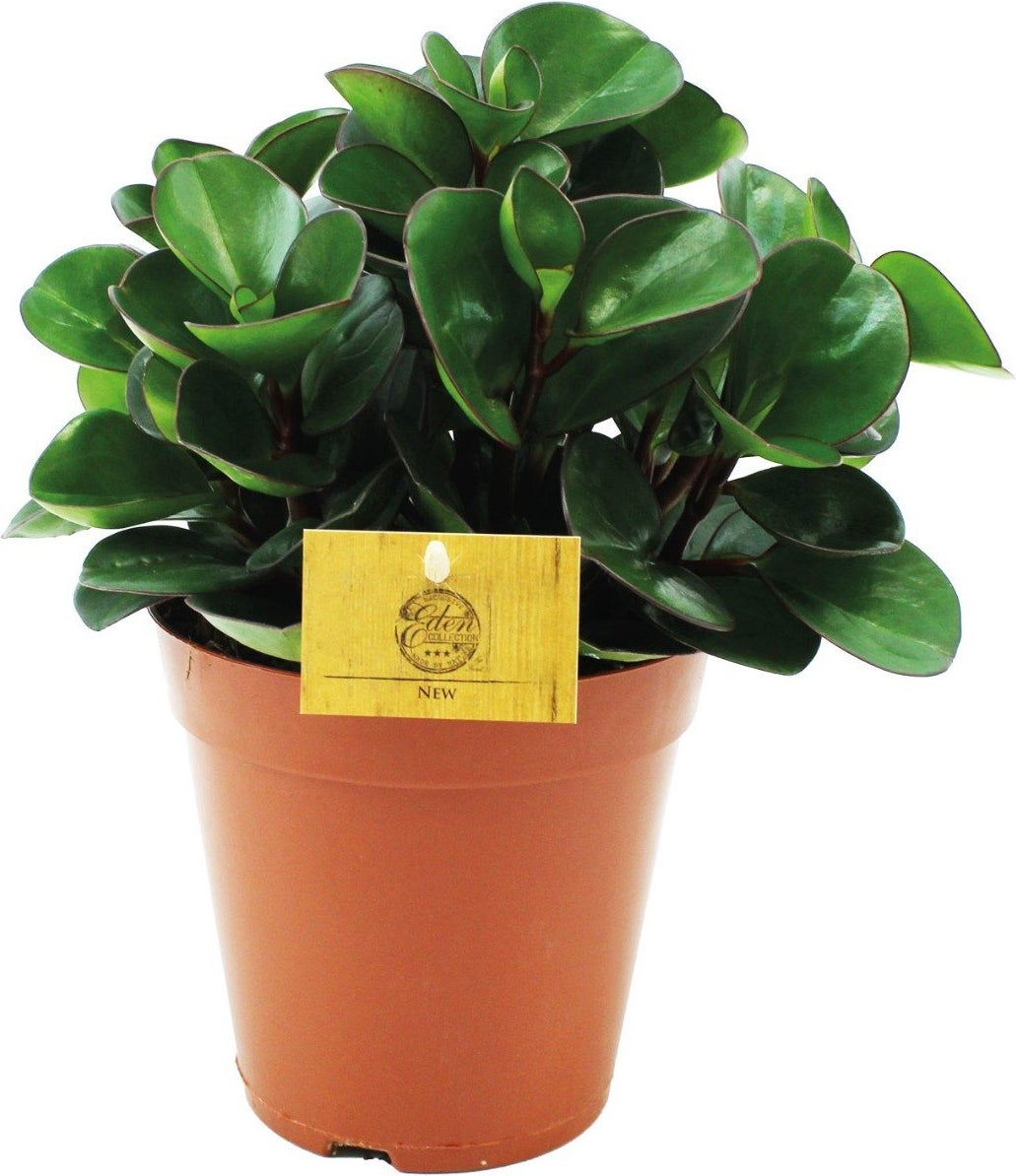 Peperomia (Peperomia 'Burning Bush') D 15 H 25 cm