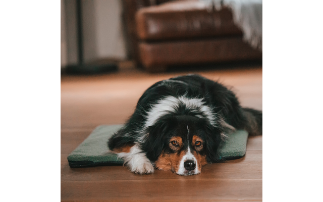 Manuly Hundematte selbstaufblasende Hundedecke