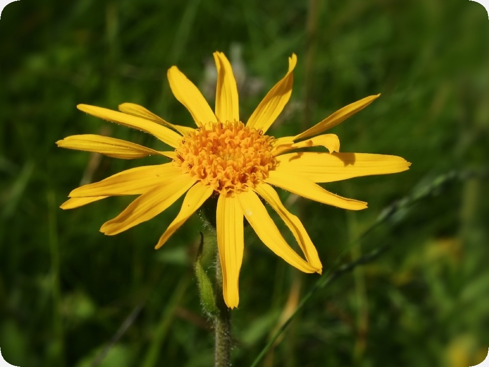 Jardin dans le sac - arnica des montagnes - 40 graines - arnica montana