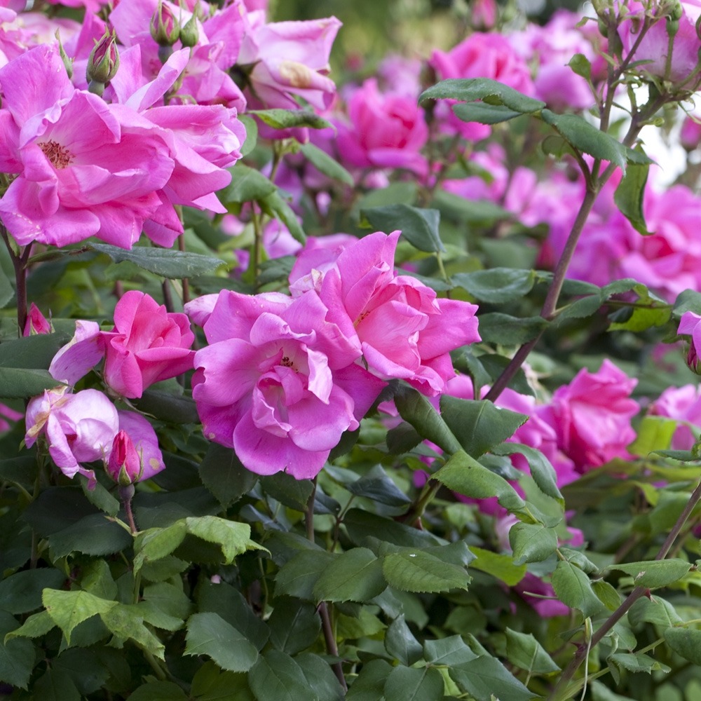 Rosier demi-tige rodin ® meigadraz racine nue