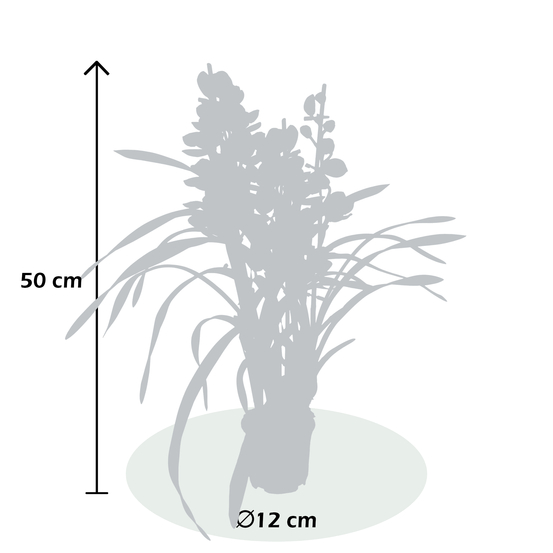 Orchidée CYMBIDIUM RED BEAUTY ROY 3 TIGES D12 H50