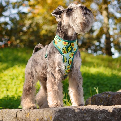 Coleira Dashi Neo Mesh Verde Abacate para Cães Grandes