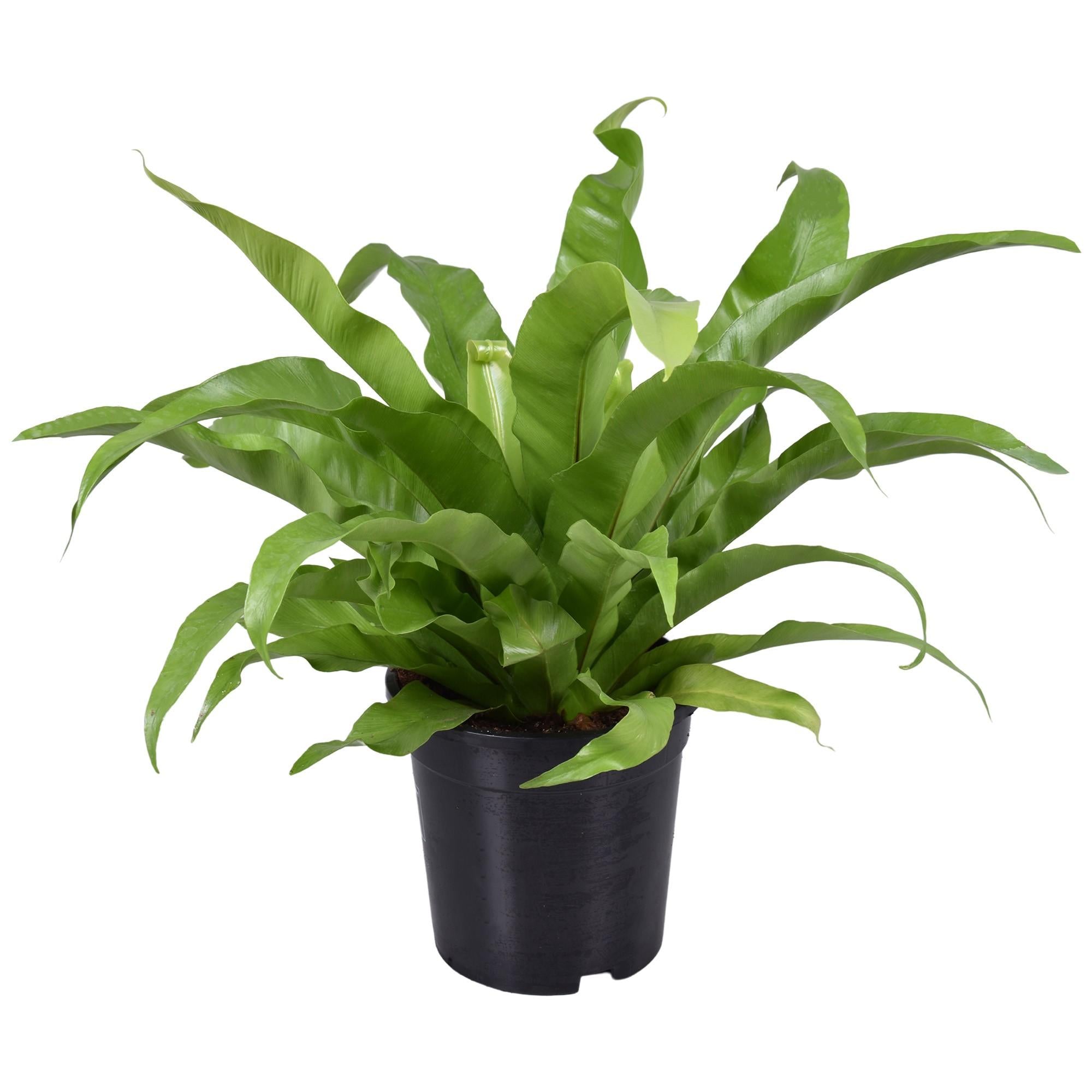 Plante d'intérieur - asplenium 'antiquum' 45.0cm