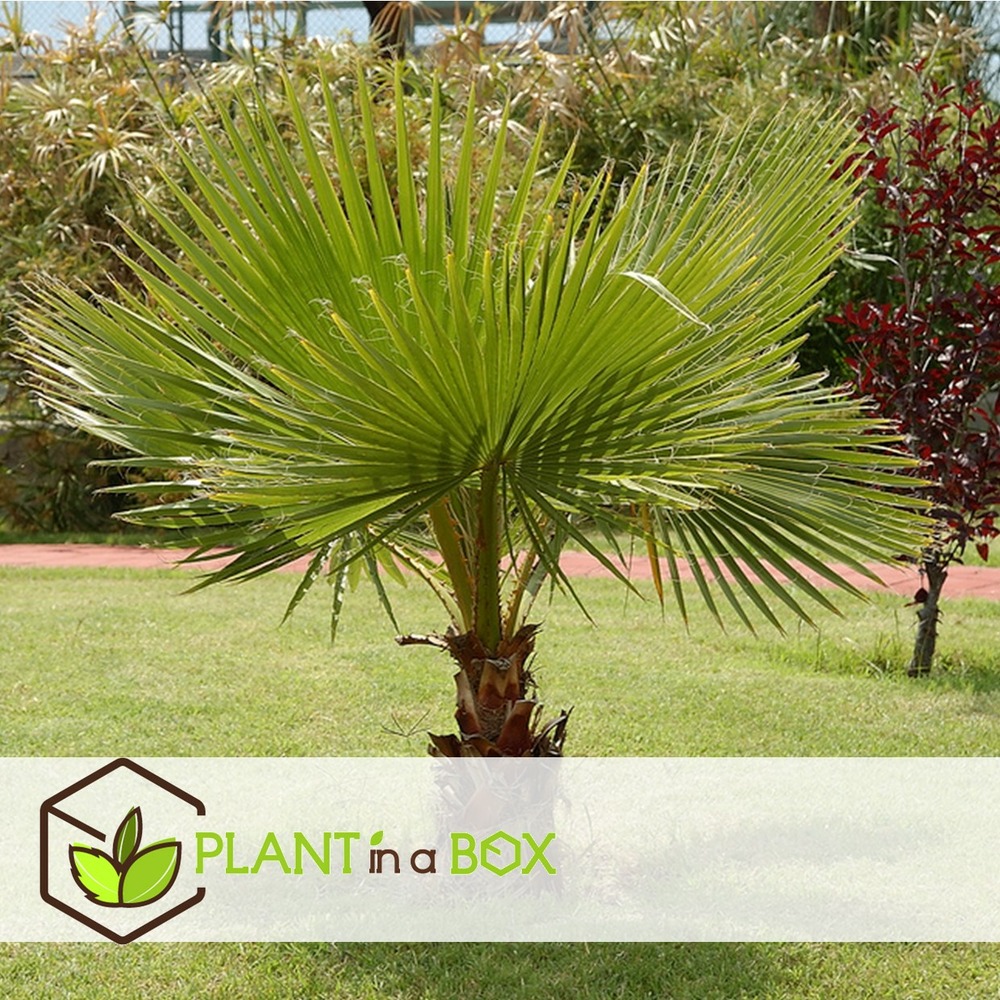 Washingtonia robusta - palmier éventail - pot 15cm - hauteur 50-60cm