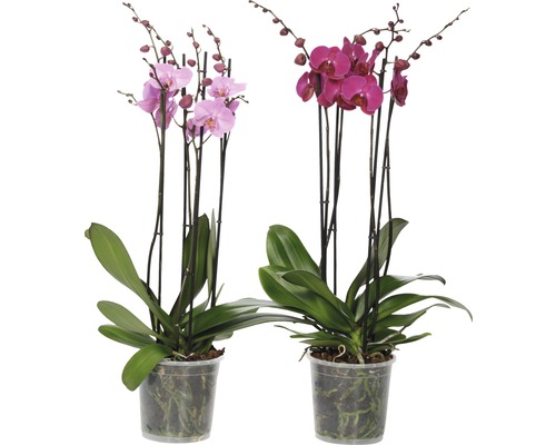Vlinderorchidee FloraSelf Phalaenopsis hybride H 70-80 cm Ø 17 cm pot 4 bloemaren roze-paars