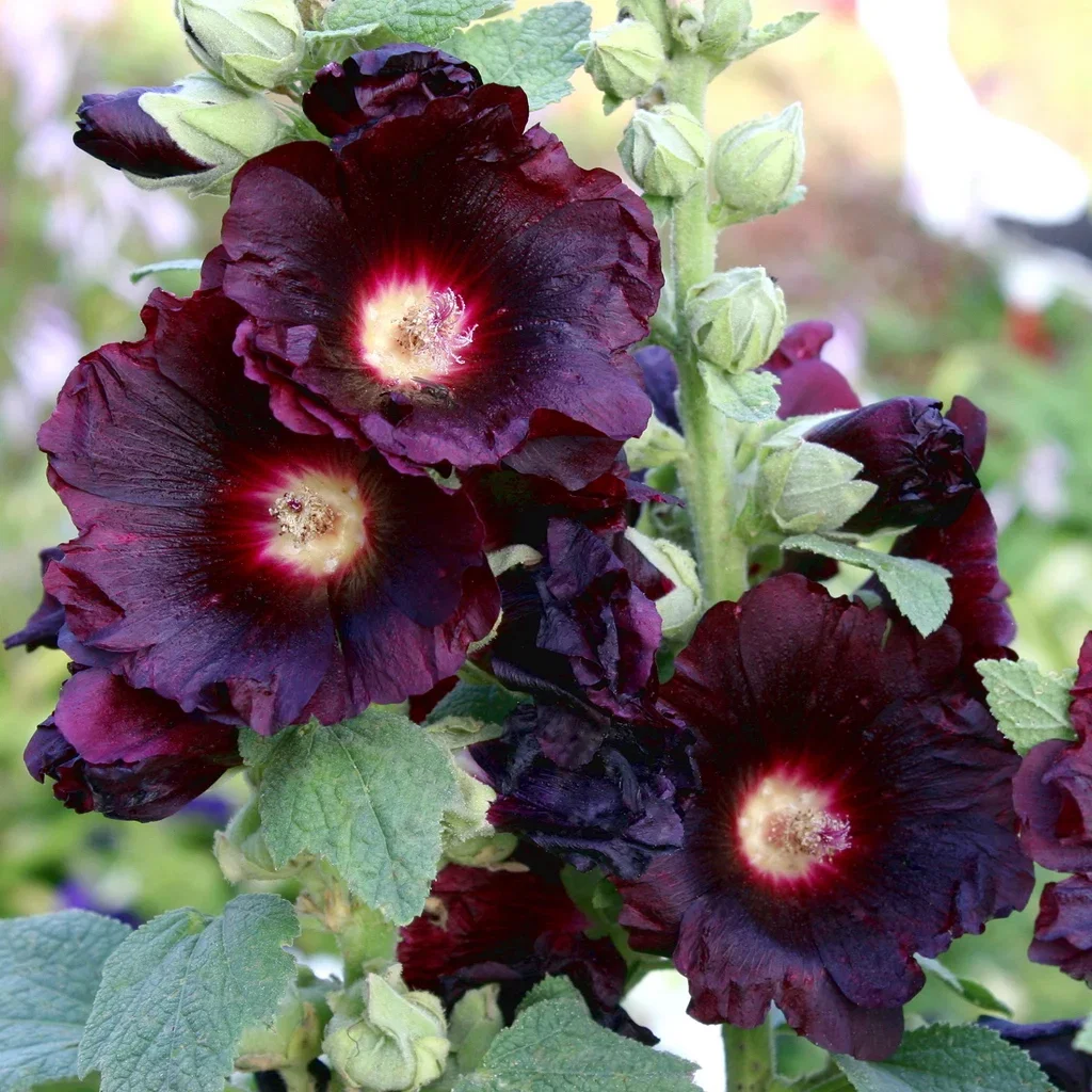 Alcea rosea 'Nigra' Stokkrose  'Nigra' Ø11 cm