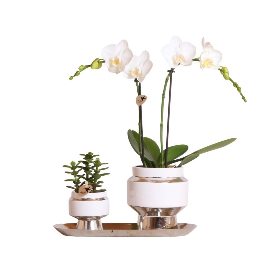 Kolibri company - ensemble d'orchidées blanches et de succulentes sur plateau argenté - frais du producteur