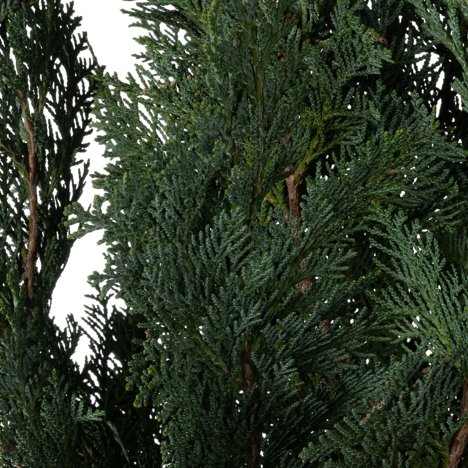 Dwergcipres (Chamaecyparis lawsoniana 'Columnaris') D 23 H 80 cm