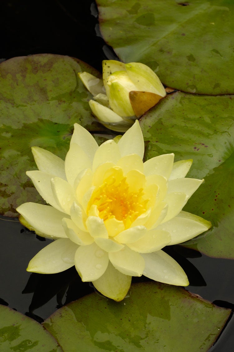 Waterlelie (Nymphaea 'Joey tomocik') D 11 H 30 cm