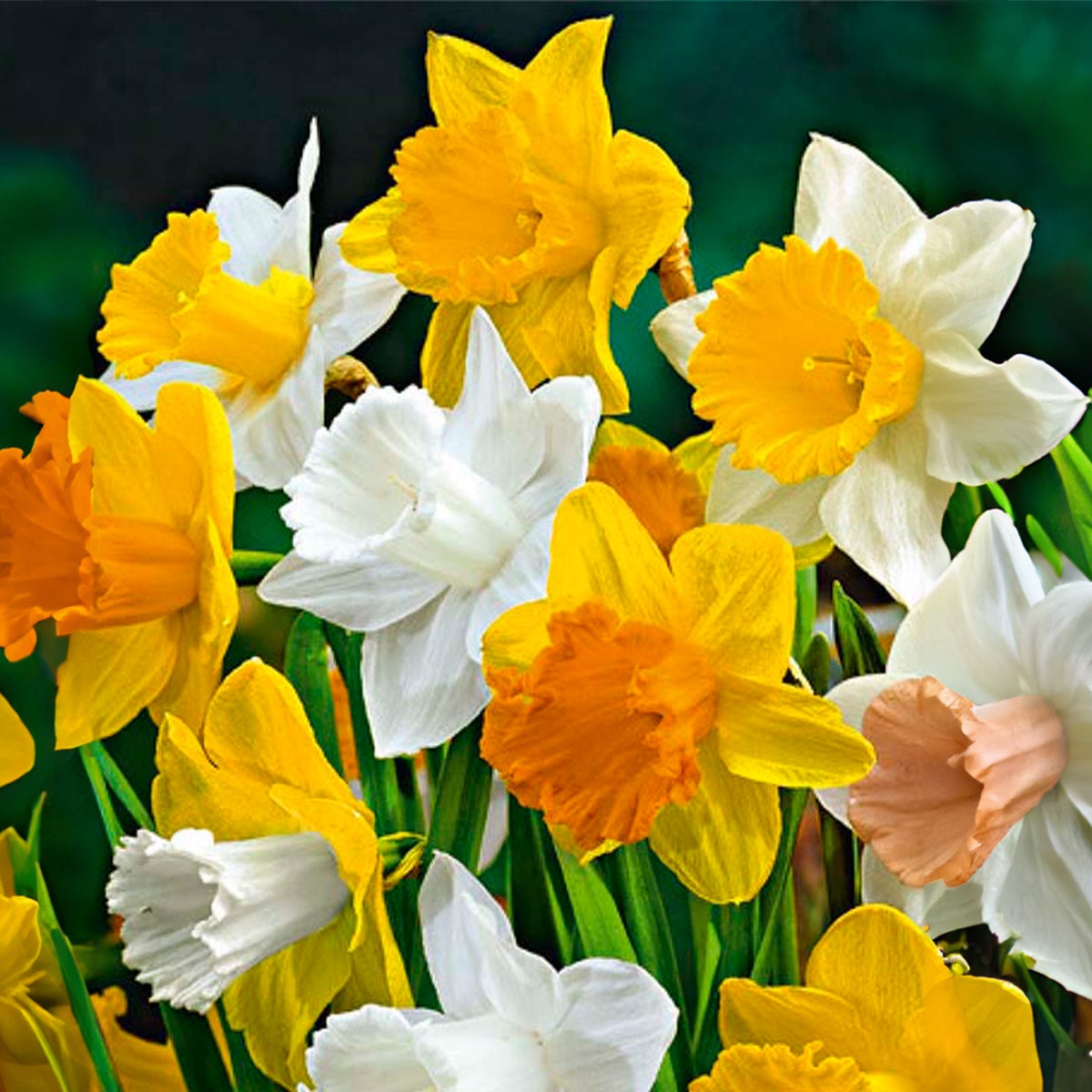 Bloomique – 15-pack – Narcis – Narcis – grootbloemige mix – kleurenmix – bloembollen – voorjaarsbloeiers – vaste planten – wordt 35–45 cm hoog