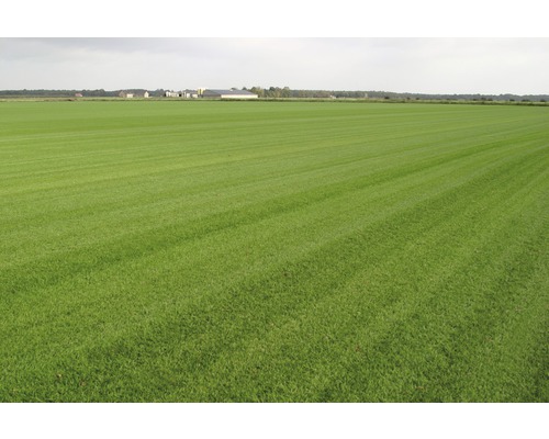 Premium gerold graszoden, bestelhoeveelheid 30-39 m², dagelijks vers gesneden