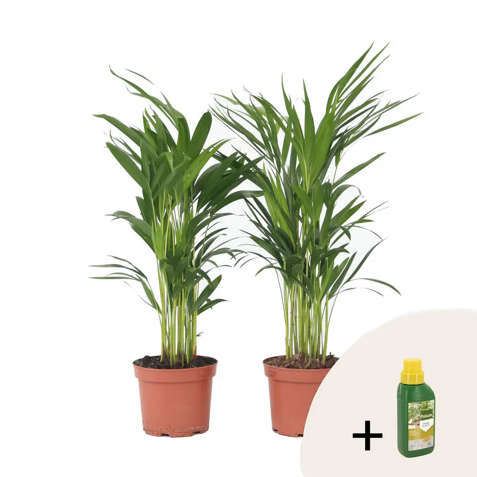 Goudpalm met voeding - Set van 2 - Dypsis lutescens - Hoogte 60-70cm - ⌀17cm