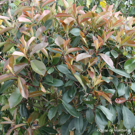 Photinia x fraseri 'red robin': 1/2 tige 3L