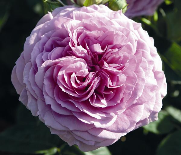Zwergrose 'Lavender Ice®'