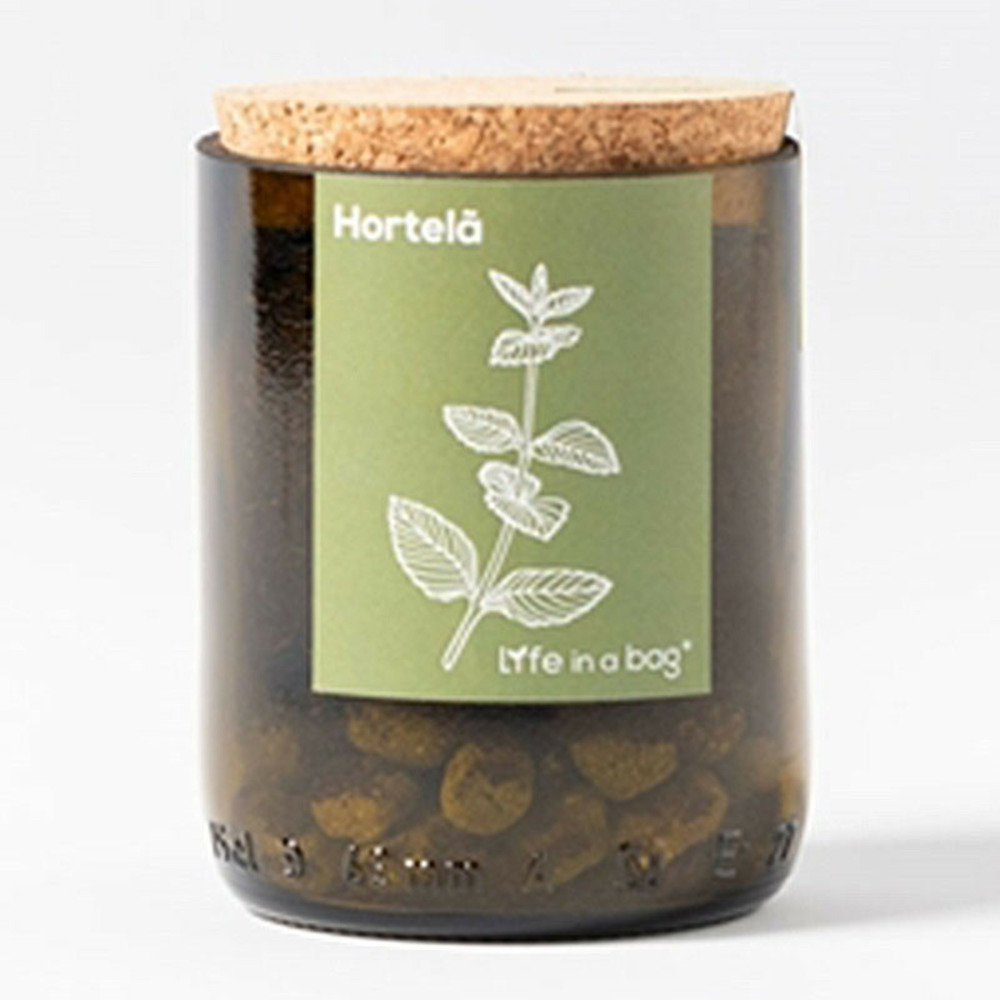 Kit bouteille prêt à pousser menthe