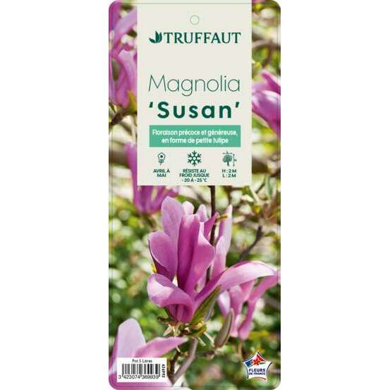 Magnolia x Susan : conteneur rond carré de 5 L