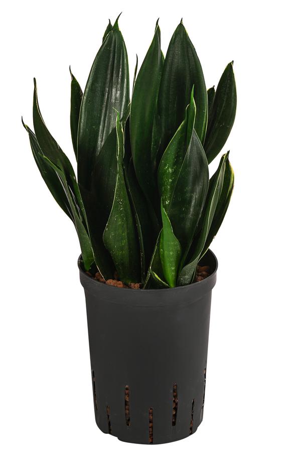 Bogenhanf - Sansevieria trifasciata 'Black