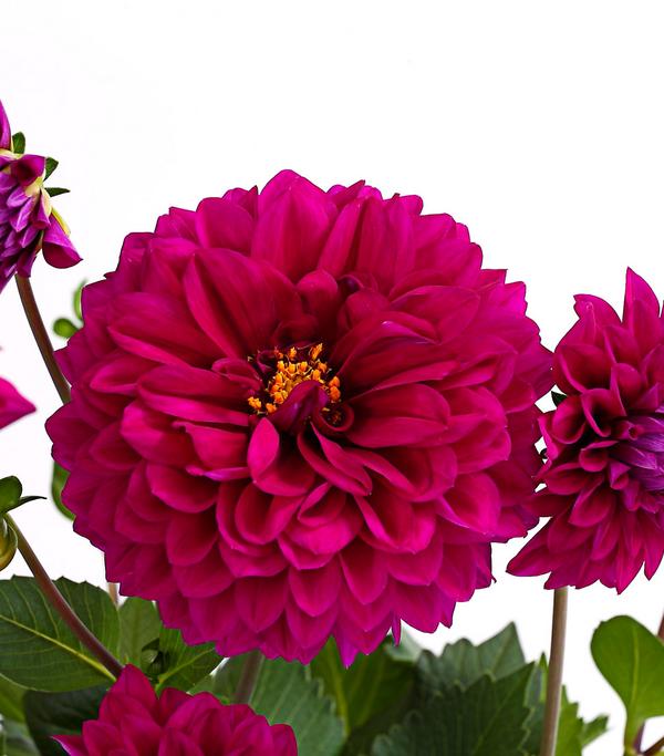 Dahlie, verschiedene Farben
