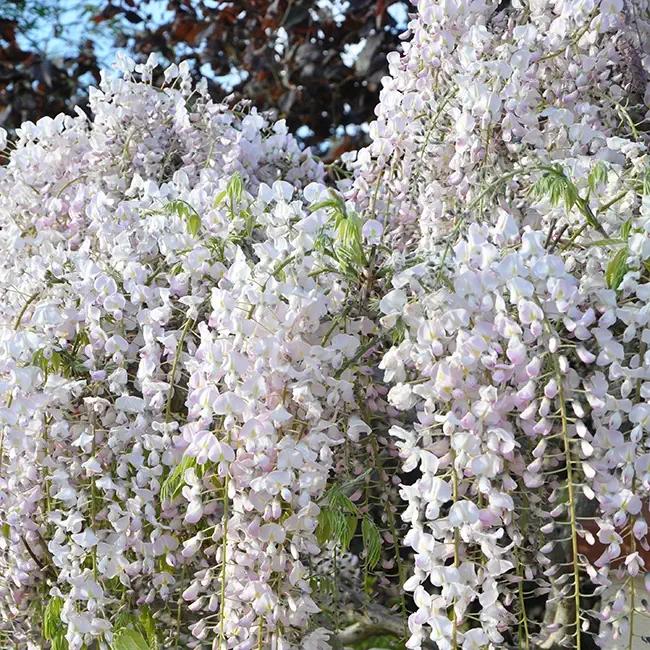 Glycine du japon rose - wisteria floribunda 3l