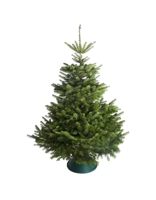 Hm Nordmann Gezaagd - Kerstboom - 100-150 cm Geel