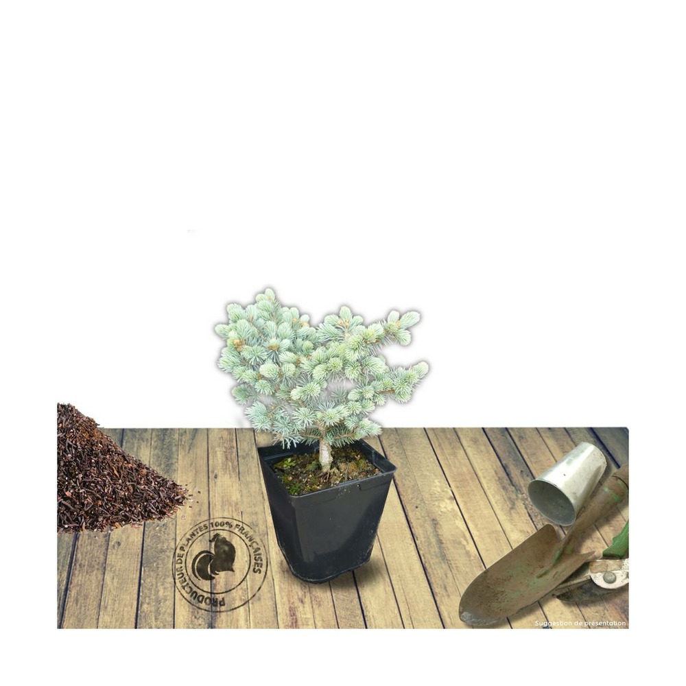 Épicéa bleu pungens glauca globosa/picea pungens glauca globosa[-]pot de 3l - 20/40 cm