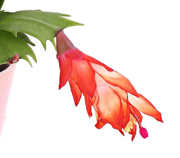 Weihnachtskaktus - Schlumbergera x buckleyi,