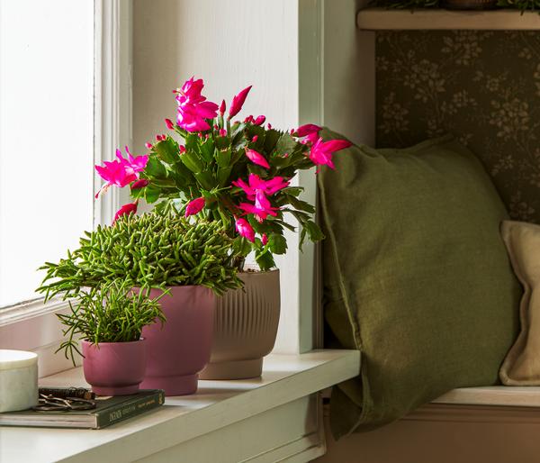 Weihnachtskaktus - Schlumbergera x buckleyi,