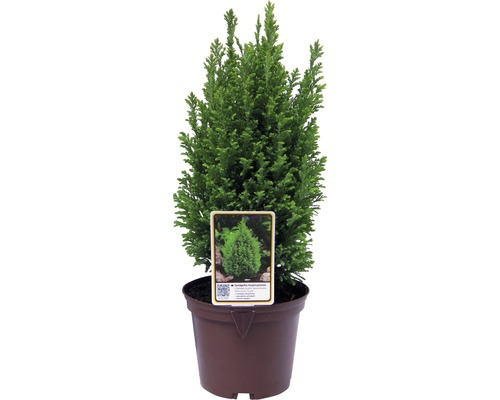 Gele Lawsoncipres FloraSelf Chamaecyparis lawsoniana 'Ellwood's Gold' H 20-30 cm Co 2 L