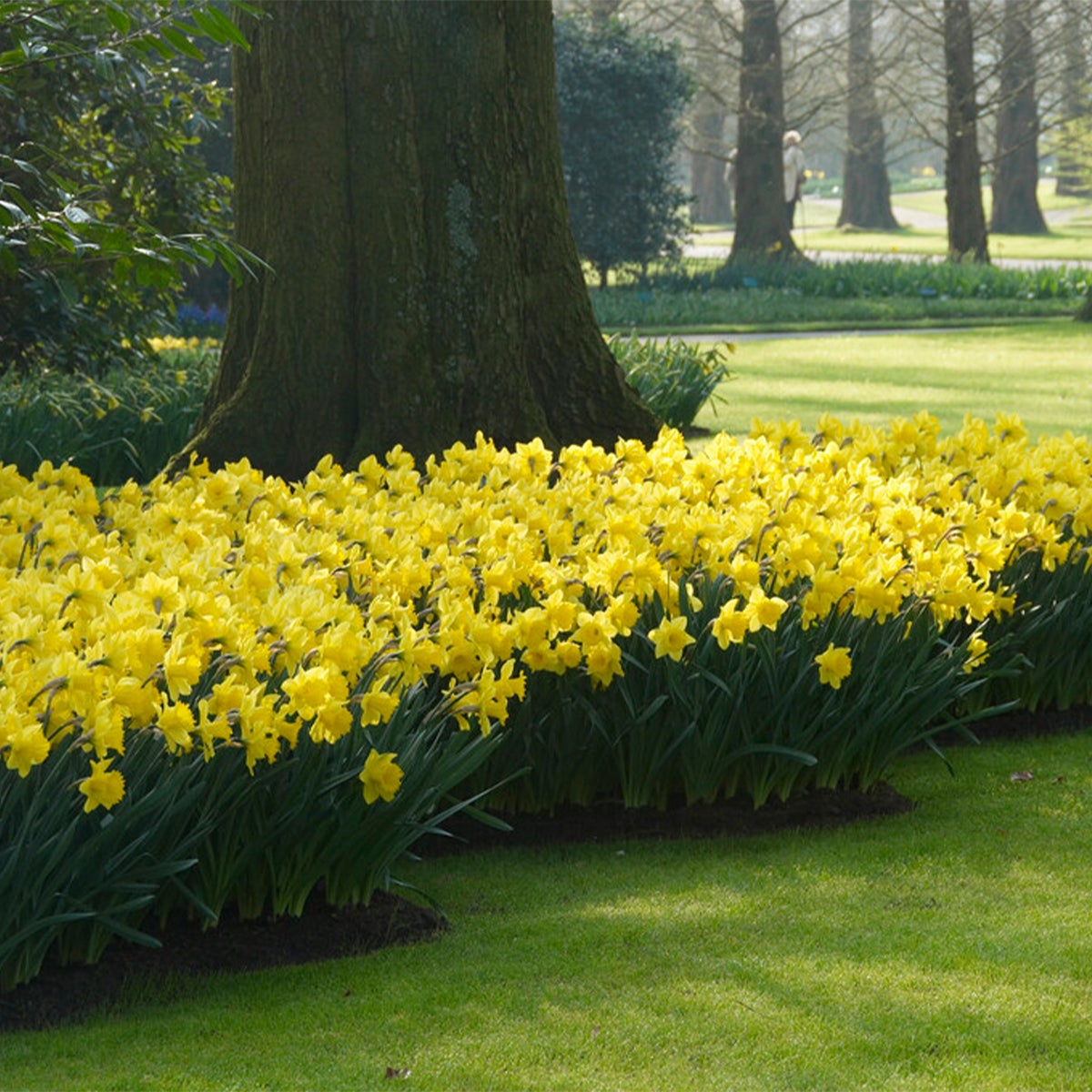 Bloomique – 15-pack – Narcissus Dutch Master – grote gele narcis – bloembollen – voorjaarsbloeier – vaste plant – wordt 35–45 cm hoog