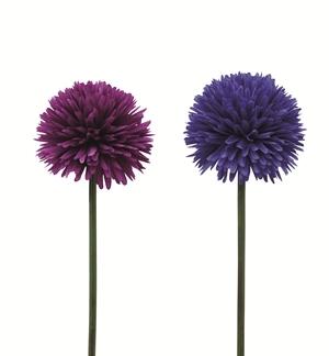 TIGE D ALLIUM D.15CM H.62CM