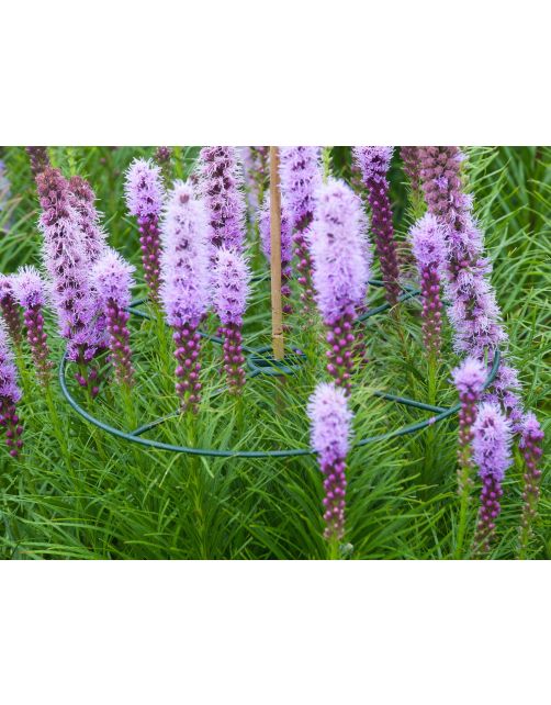Nature Plantensteun Set 3 Ringen Groen - Klim-En Geleide Artikel