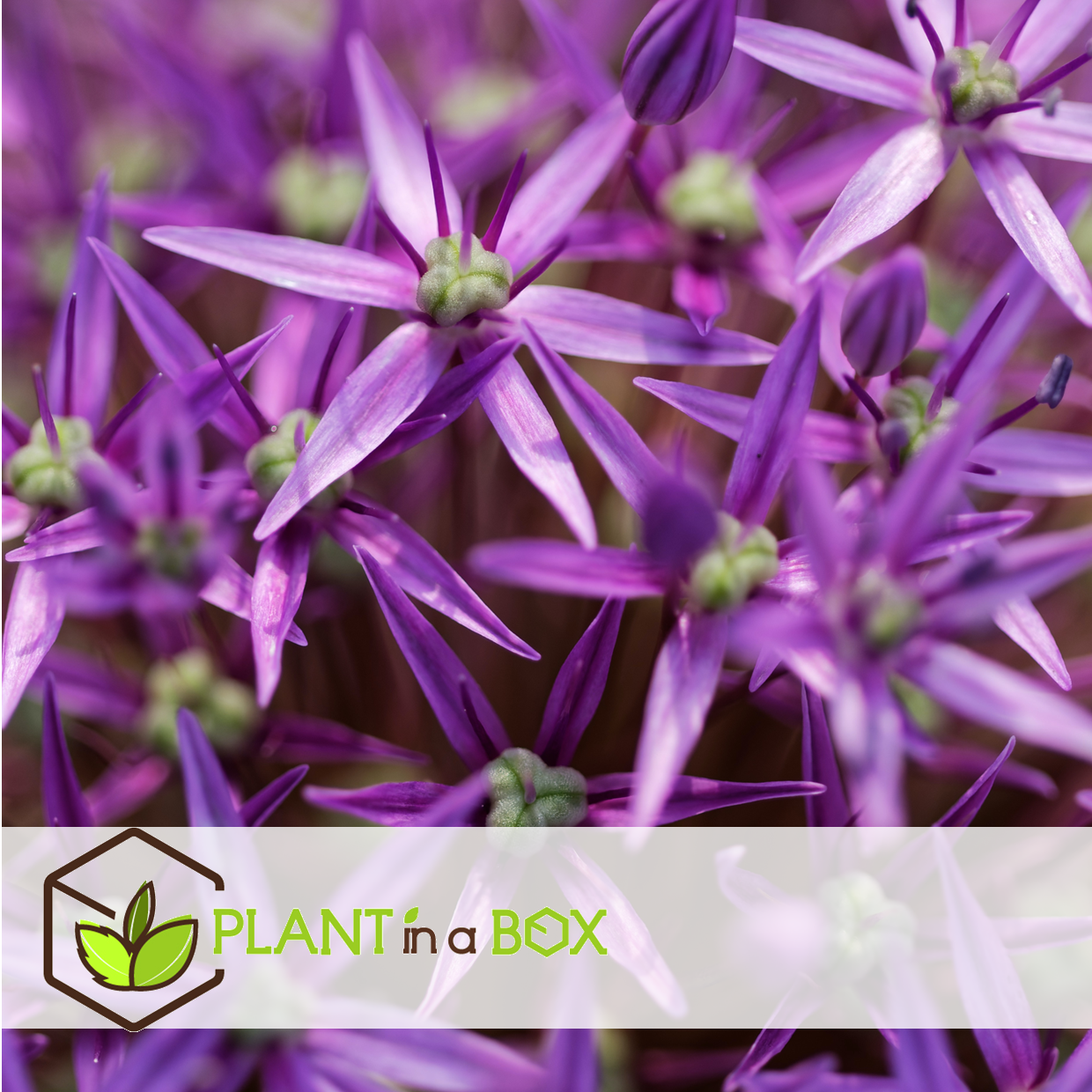 Allium christophii - bulbes de fleurs x30 - violet