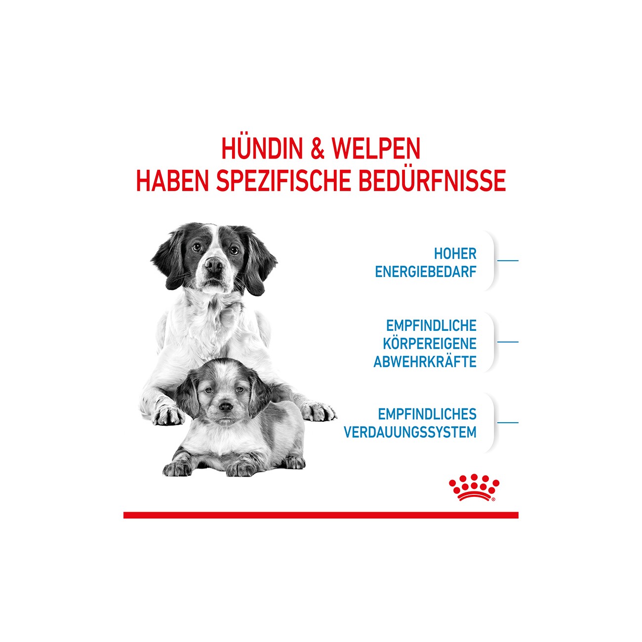 ROYAL CANIN Medium Starter 15 kg