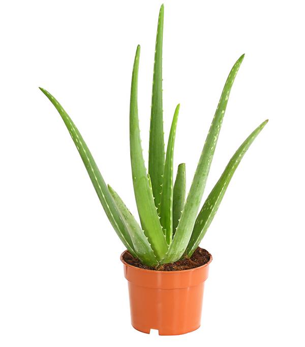 Echte Aloe - Aloe vera